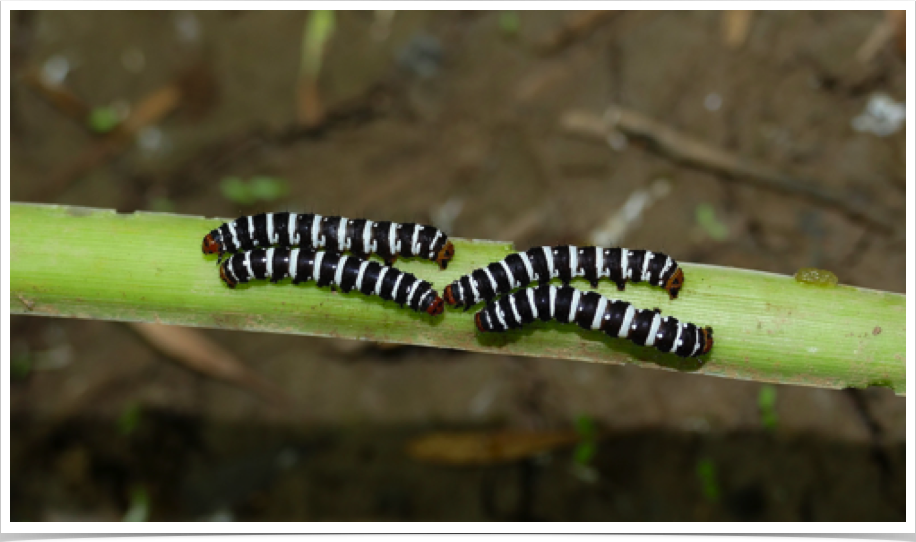 Xanthopastis regnatrix
Convict Caterpillar
Baldwin County, Alabama